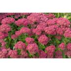 1 Gal. Autumn Joy Stonecrop Shrub With Large Fall-Blooming Pink Flowers