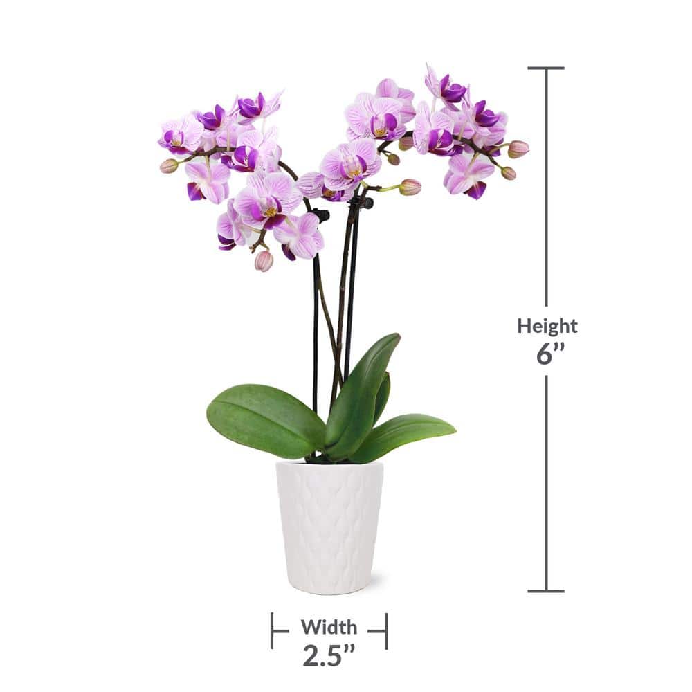 Pink Mini Orchid in White Ceramic Pot, 6-10"
