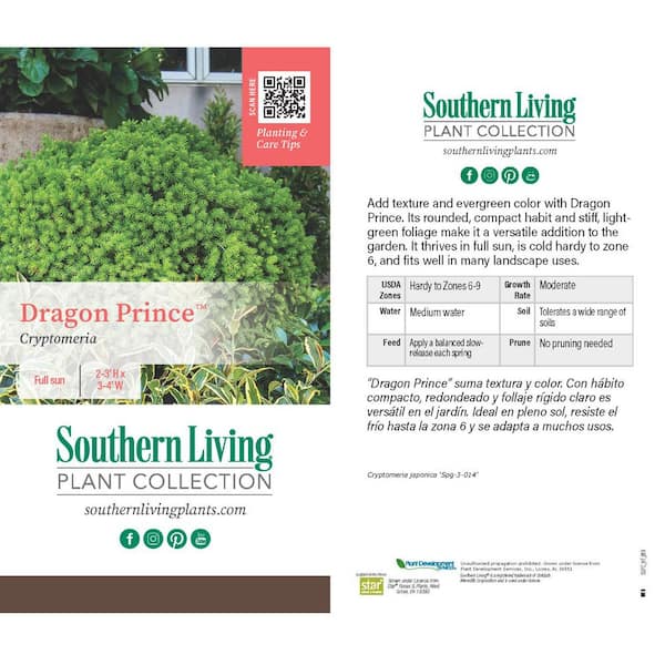 Reviews for SOUTHERN LIVING 2 Gal. Dragon Prince Cryptomeria