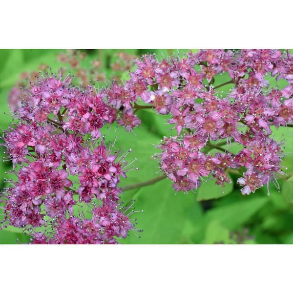 3 Gal. Magic Carpet Spirea (Spiraea japonica 'Walbuma') Live Flowering Shrub with Small Pink Flowers