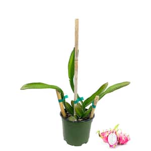 Dragon Fruit Tree - Live Plant in a 6 in. Pot - Hylocereous Undatus - Edible Tropical Fruit Plant from Florida