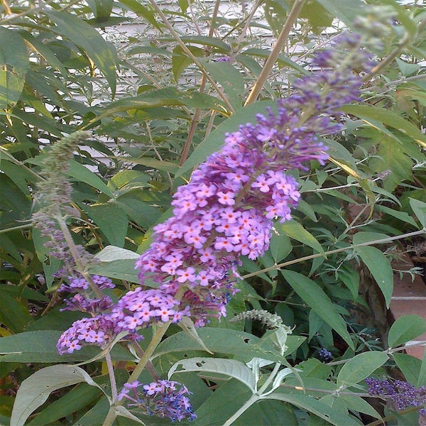 OnlinePlantCenter 2 gal. Pink Delight Butterfly Bush Plant