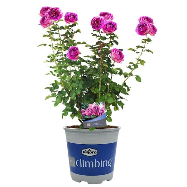 3 Gal. Lavender Crush Climbing Rose with Lavender Flowers