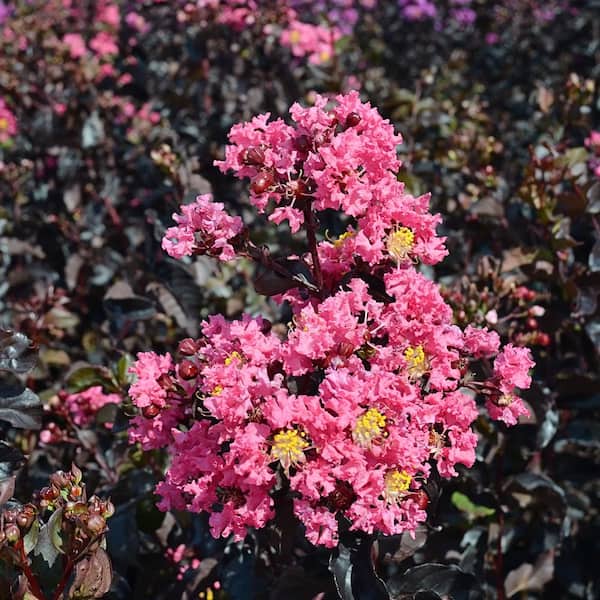 BLACK DIAMOND 1 Gal. Shell Pink Crape Myrtle Tree CRMBSP01G - The