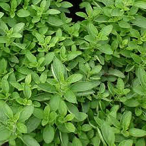 OnlinePlantCenter 3 in. Compact Marjoram Culinary Herb Plant