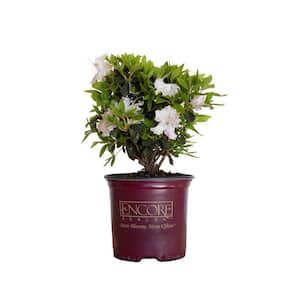 1 Gal. Autumn Lily Shrub with Brilliant White and Purple Streaking Reblooming Flowers