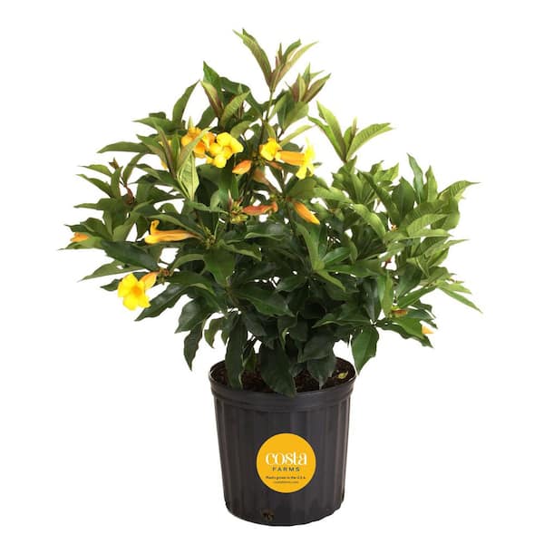 10 in. Outdoor Yellow Allamanda Plant in Grower Pot, Avg. Shipping Height 26 in. to 32 in. Tall