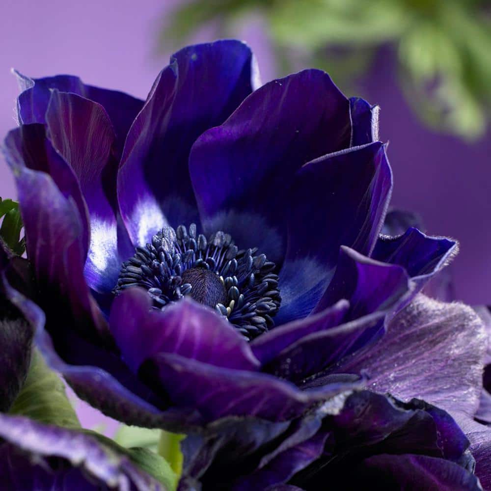 VAN ZYVERDEN Wind Flowers Anemones Darkest Blue (10-Bulb) 83406