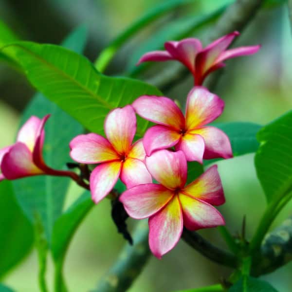 1 gal. Plumeria Purple Shell Plant with Multicolor Flowers