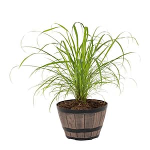 1 Gal. Lemon Grass Green in Decorative Planter Annual Plant (1-Pack)