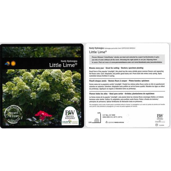 Proven Winners 1 Gal Little Lime Hardy Hydrangea Paniculata Live Shrub Green To Pink Flowers Hydprc1076101 The Home Depot