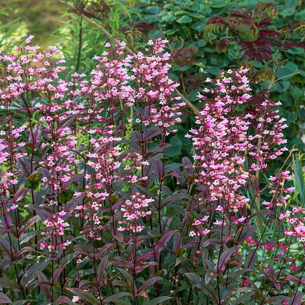 Spring Hill Nurseries Dakota Burgundy Bearded Tongue (Penstemon) Dormant Bare Root Perennial Plant (1-Pack)
