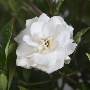 2.5 Gal - August Beauty Gardenia, Live Evergreen Shrub, White Fragrant Blooms