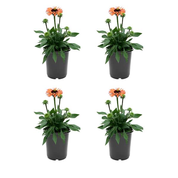Vigoro 2.5 qt. Echinacea Sunseeker Rainbow Perennial Plant with Multi-Colored Flowers-(4-Pack)