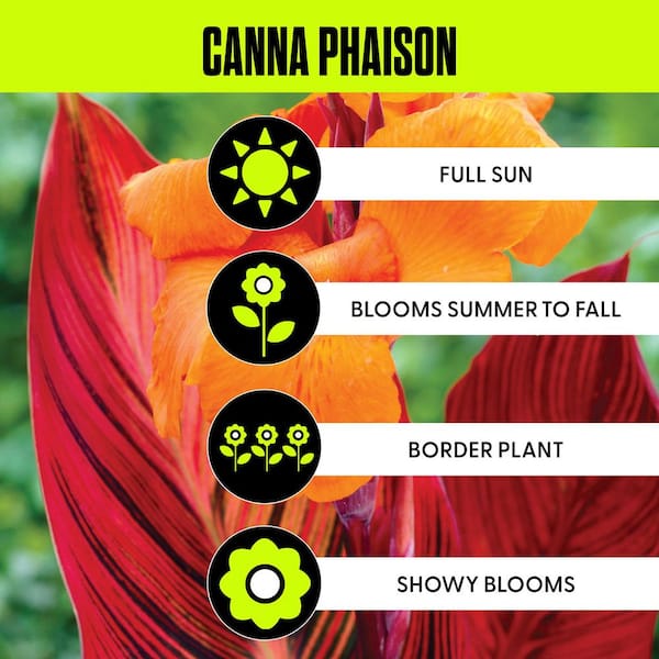 Cannas Phaison Bulbs (Set of 6)