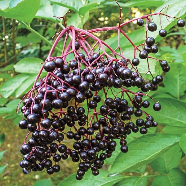 Gurney's Samdal Elderberry Bush Dormant Bare Root Fruit Bearing Starter Plant (1-Pack)