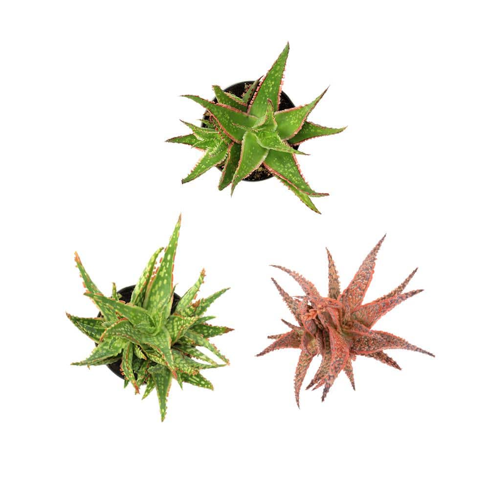 Vibrant Star Aloe Trio - 8" Multicolor Succulent Variety Pack