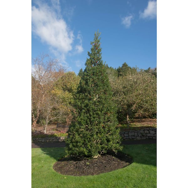 Online Orchards 1 Gal. Castle Spire Blue Holly Shrub Vigorous Grower with Bright Red Berries and Tough, Shiny Foliage