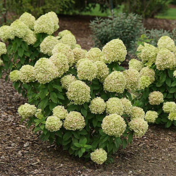 Proven Winners 4.5 in. qt. Powerball Panicle Hydrangea (Paniculata