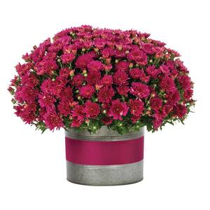 3 Qt. Live Purple Chrysanthemum (Mum) Plant for Fall Porch or Patio in Decorative Color-Matching Tin (1-Pack)