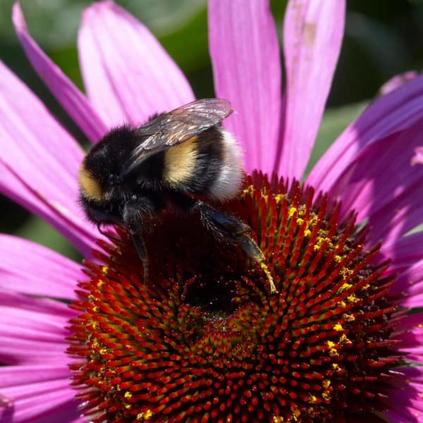 VAN ZYVERDEN Coneflowers Bumble Bee Pollinator Roots (5-Pack)
