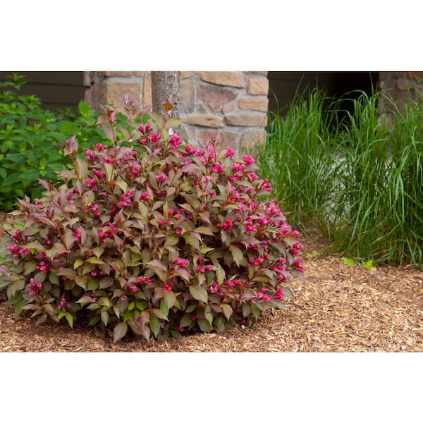 FIRST EDITIONS 2.0 Gallon Shining Sensation Weigela (Weigela