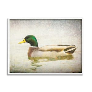 The Stupell Home Decor Collection Peaceful Mallard Duck Bird