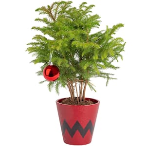 Norfolk Island Pine Indoor Plant in 4 in. Red Décor Pot, Avg. Shipping Height 10 in. Tall