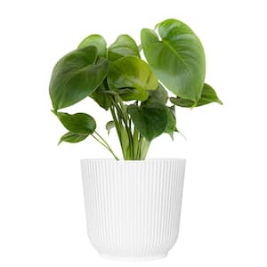 Little Monstera Deliciosa Split Leaf Philodendron Swiss Cheese Plant in 6 inch White Decor Pot