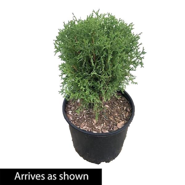 Spring Hill Nurseries 3 Gal. Pot, Tom Thumb Arborvitae (Thuja), Evergreen  Shrub (1-Pack) 88761 - The Home Depot