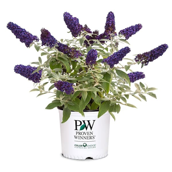 2 Gal. Pugster Blue Buddleia Shrub with Blue Flowers