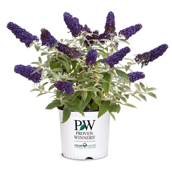 Proven Winners 2 Gal. Pugster Blue Buddleia Shrub with Blue Flowers