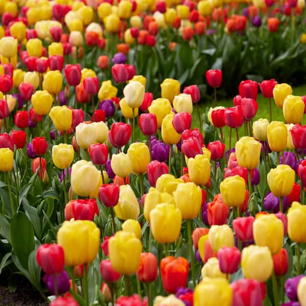 12/Plus cm, Spring Sun rise Mix Tulip Flower Bulbs (Bag of 250)