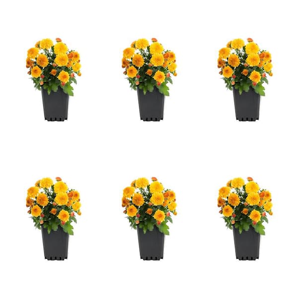 METROLINA GREENHOUSES 1 Pt. Mum Orange Chrysanthemum Perennial Plant (6-Pack)