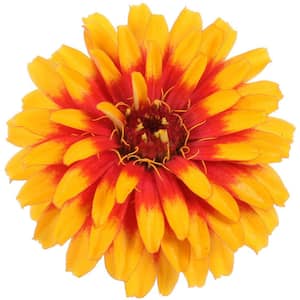4.25 in. Eco+Grande Sweet Tooth Candy Corn (Zinnia) Live Plant, Deep Orange and Yellow Flowers (4-Pack)