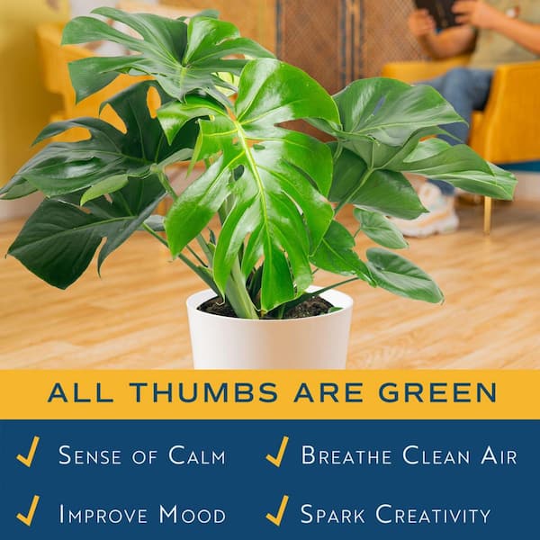 Costa Farms Monstera Deliciosa Swiss Cheese Indoor Plant, in 10 in. Decor Pot Avg. Shipping Height 2-3 ft. Tall