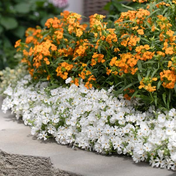 METROLINA GREENHOUSES 1.5 PT. White Phlox Subulata Perennial Plant