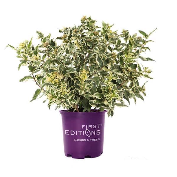 FIRST EDITIONS 2 Gal. Cool Splash Dwarf Bush Honeysuckle Live Shrub with Variegated Foliage Bright Yellow Flowers