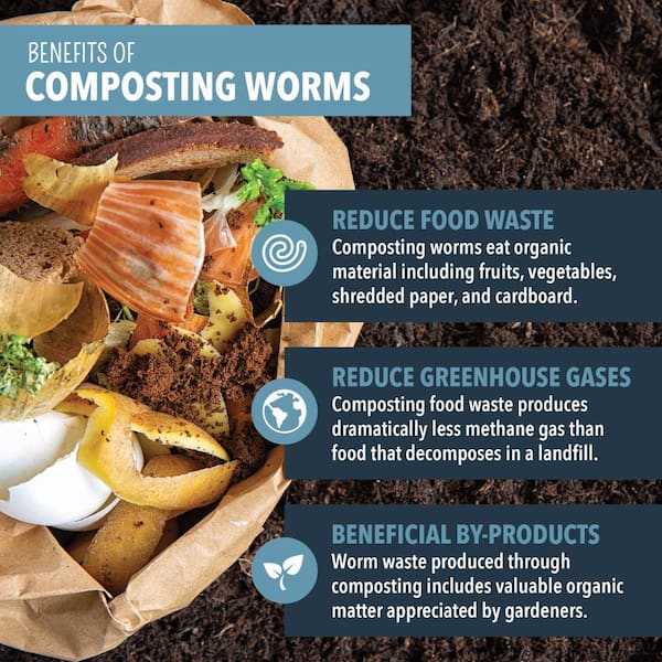 Arcadia Garden Products Worm Nerd Live Composting Worm Mix (100 Worms) WN01  - The Home Depot
