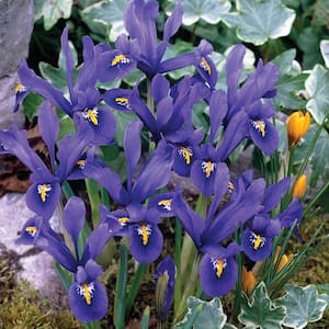 Dwarf Reticulata Iris Mixture Dormant Spring Flowering Bulbs (25-Pack)