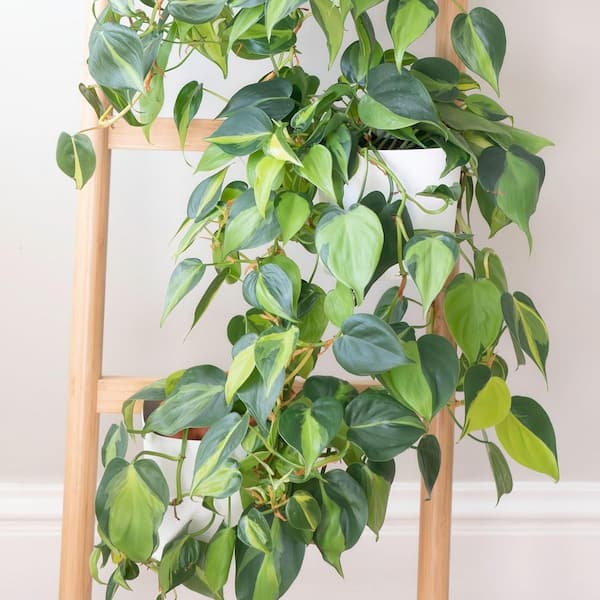national PLANT NETWORK 6 in. SpaceScape Tropical Vine Plant