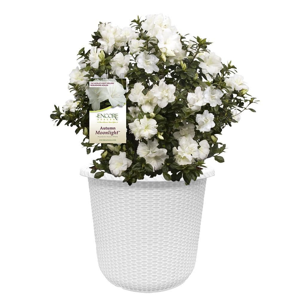 ENCORE AZALEA 2 Gal. Autumn Moonlight Azalea Shrub with White