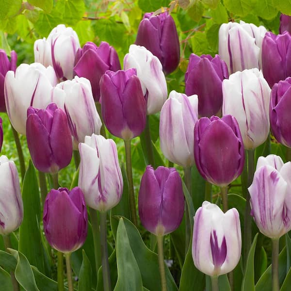 11/12cm Purple Reflection Mixed Triumph Tulip Flower Bulbs (Bag of 25)