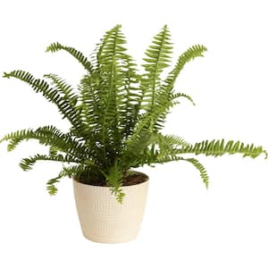 Grower's Choice Fern Indoor Plant in 6 in. White Pot, Avg. Shipping Height 1-2 ft. Tall