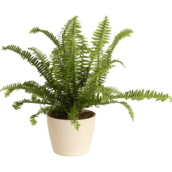 Costa Farms Grower's Choice Fern Indoor Plant in 6 in. White Pot, Avg. Shipping Height 1-2 ft. Tall