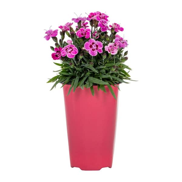 1.5 pt. Pink Kisses Dianthus Perennial Plant with Pink Flowers