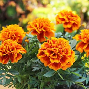 Red French Marigold Flowers Annual Garden Outdoor Plant in 2.5 qt. Grower Pot