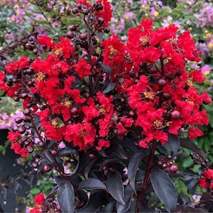 3 Gal. Red Crape Myrtle Flowering Deciduous Tree with Red Flowers