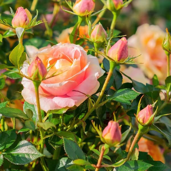 national PLANT NETWORK Bareroot Helen Hayes Hybrid Tea Rose (2-Piece)  HD1432 - The Home Depot