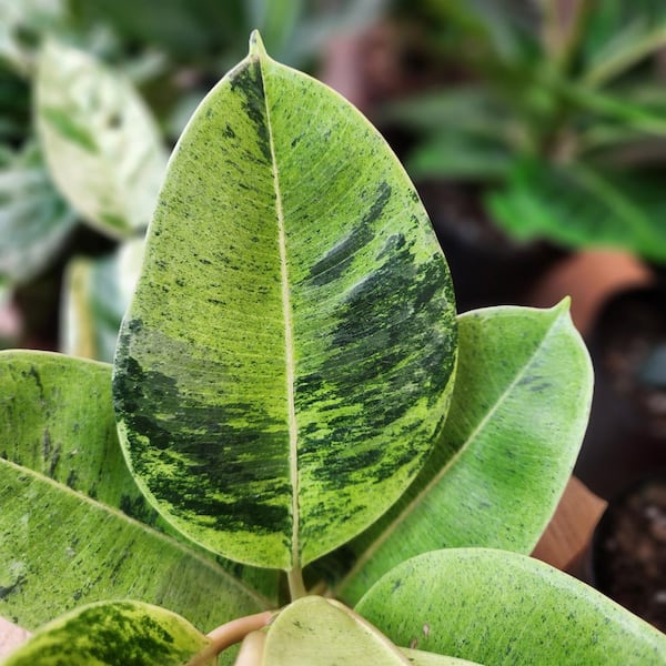 ALTMAN PLANTS Variegated Ficus Shivereana, 6 in. White Decorative Pot,  Rubber Tree Plant, Unique Live Indoor House Plant Gift 0873488 - The Home  Depot